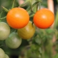 Tomate Sungold Select (Samen)