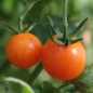 Tomate Sungold Select (Samen)