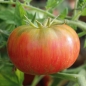 Tomate Sweet Carneros Pink (Samen)