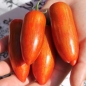 Tomate Sweet Casady (Samen)