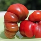 Tomate Tim's Black Ruffles (Samen)