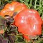 Tomate Treffle du Togo (Samen)