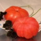 Tomate Treffle du Togo (Samen)