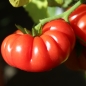 Tomate Treffle du Togo (Samen)