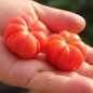 Tomate Treffle du Togo (Samen)