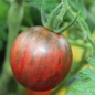 Tomate Violett Jasper (Samen)