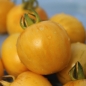 Tomate Yellow Vernissage (Samen)