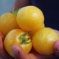 Tomate Yellow Vernissage (Samen)