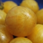 Tomate Yellow Vernissage (Samen)