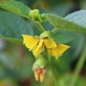 Tomatillo Amarylla (Samen)