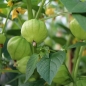 Tomatillo Amarylla (Samen)