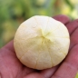 Tomatillo Amarylla (Samen)