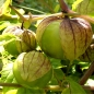 Tomatillos Cisineros (Samen)