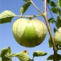 Tomatillos Cisineros