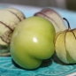 Tomatillo Detsky Dzhem (Samen)