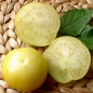 Tomatillo Mexican Strain