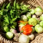 Tomatillo Mexican Strain (Samen)