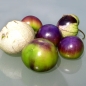 Tomatillo Purple