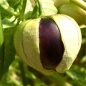 Tomatillo Purple (Samen)