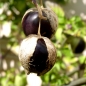 Tomatillo Purple de Milpa (Samen)