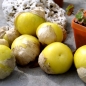 Tomatillo Yellow from Dr. Wyche