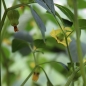 Tomatillo Yellow from Dr. Wyche (Pflanze)