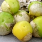 Tomatillo Yellow from Dr. Wyche (Pflanze)