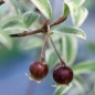 Ugni Flambeau (Pflanze)