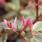 Ugni Flambeau (Pflanze)