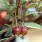 Ugni Flambeau (Pflanze)