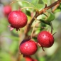 Ugni Villarica Strawberry (Pflanze)