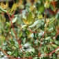 Ugni Villarica Strawberry (Pflanze)