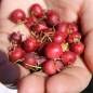 Ugni Villarica Strawberry (Pflanze)
