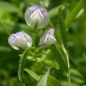 Umbrische Berglinsen (Samen)