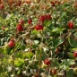 Neu! Walderdbeere (Samen)