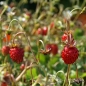 Neu! Walderdbeere (Samen)