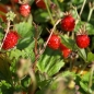 Neu! Walderdbeere (Samen)