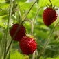 Neu! Walderdbeere (Samen)