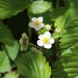 Walderdbeere Kyriel (Pflanze)