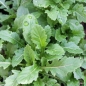Wasabi-Rauke (Samen)