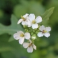 Wasabi-Rauke (Samen)