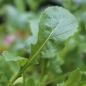 Wasabi-Rauke (Samen)