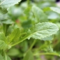 Wasabi-Rauke (Samen)