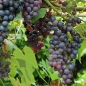 Wein Boskoops Glorie (Pflanze)