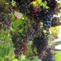 Wein Boskoops Glorie (Pflanze)