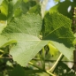 Wein Einset Seedless (Pflanze)