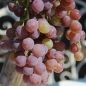 Wein Einset Seedless (Pflanze)