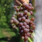 Wein Einset Seedless (Pflanze)