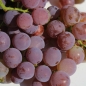 Wein Einset Seedless (Pflanze)