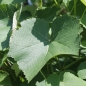 Erdbeerwein Isabella (Pflanze)